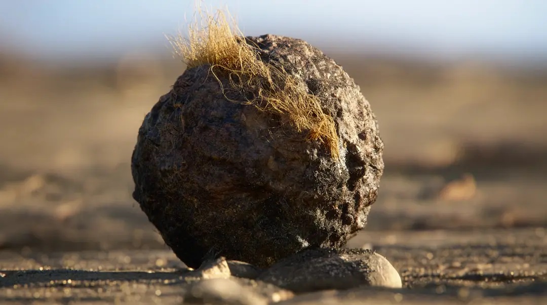 狮子王|穿林夜画「影海回舟」狮子王2019|天命真女身后的王