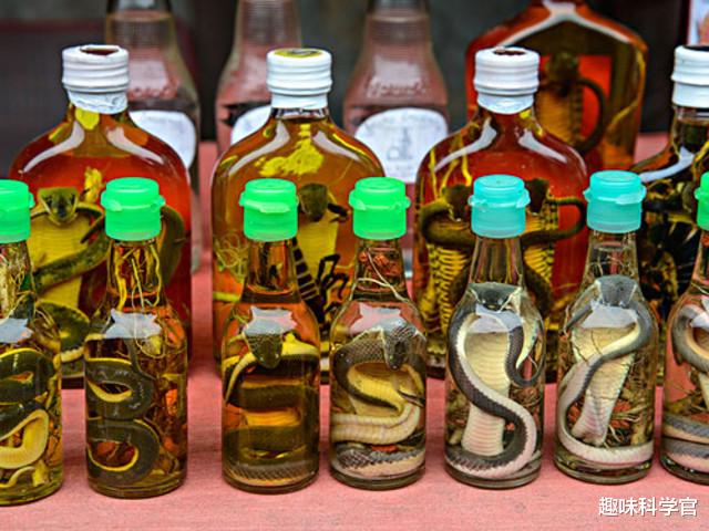 泡在酒里一年的毒蛇,打开后却能“复活”咬人,蛇为何还没死?
