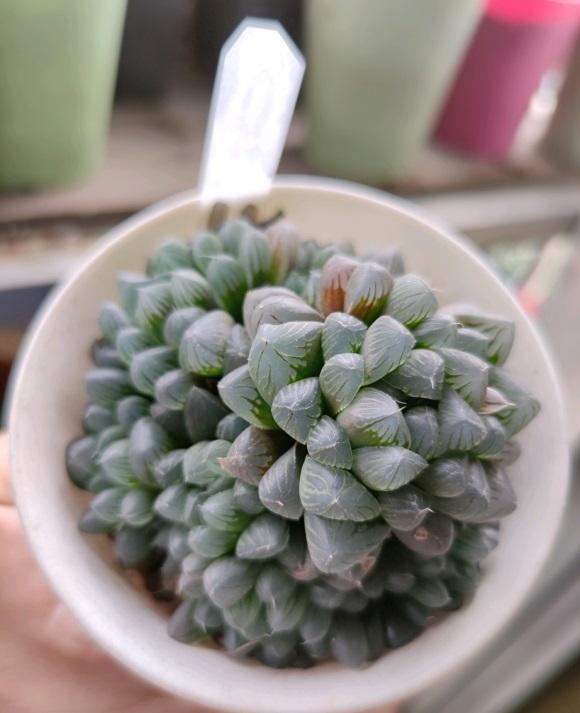 向阳园艺|玉露怎么养?先配土,后环境,定期喷水保湿,玉露喜潮湿!