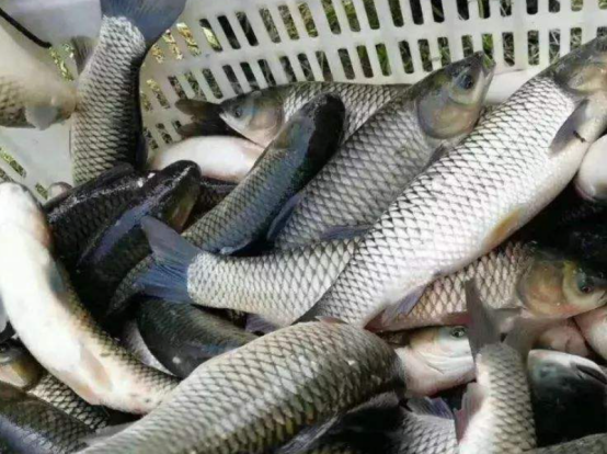 小然说奇闻|养鱼的过程中，如何让草鱼长得更快？有必要注意这些方法