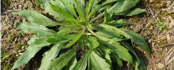 大米|野草散发“白酒味”，它的珍贵少有人知道，现在很少见