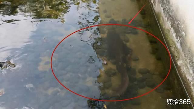 大渡口|深圳一河中“鱼儿成灾”，岸边却一个钓鱼人也没有，原因令人无奈