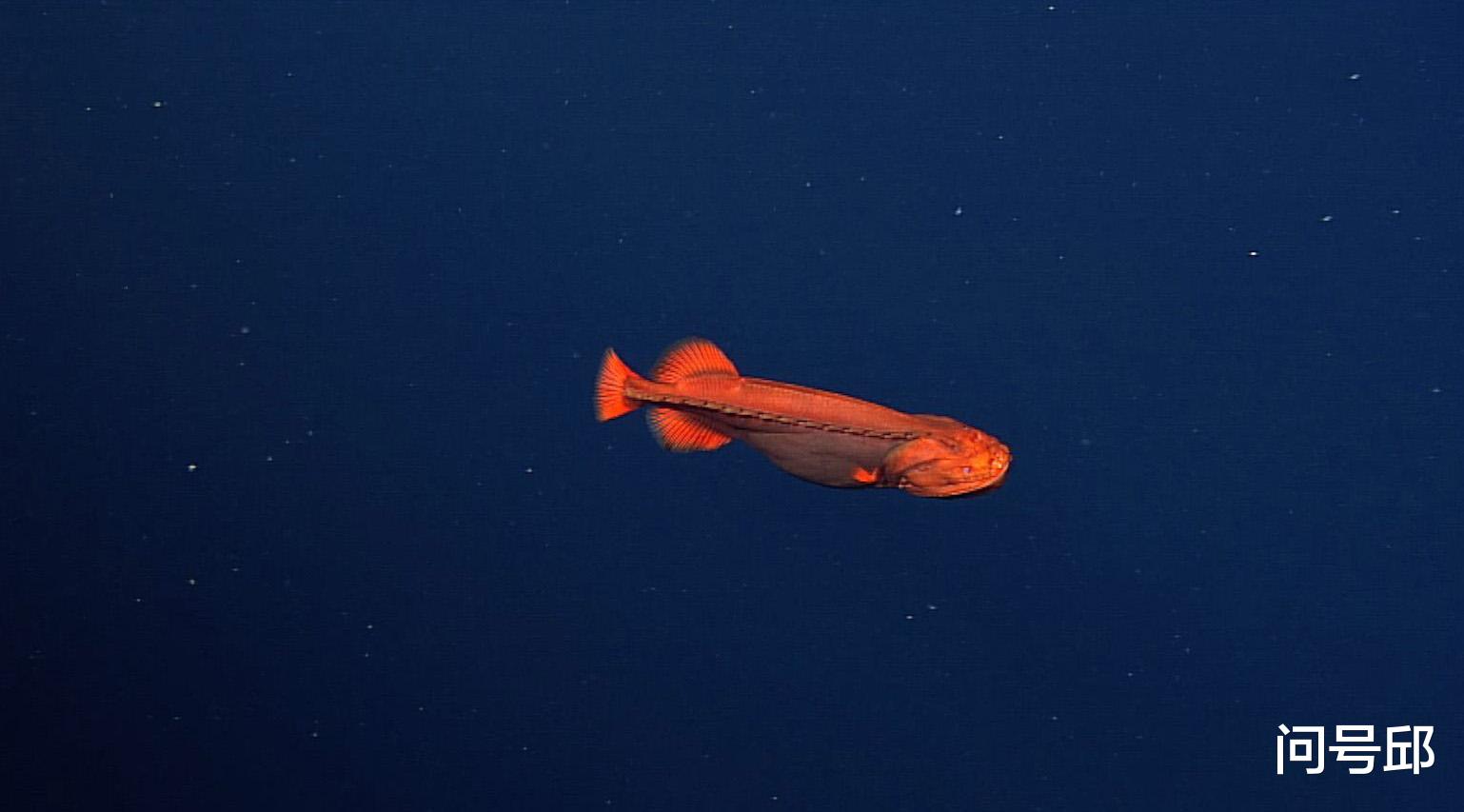 鲸鱼 美国海岸发现了让科学家困惑了100年的变形鱼，全身呈亮橙色的鲸鱼