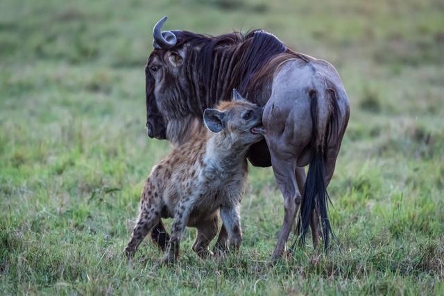 鬣狗 鬣狗为啥那么残忍喜欢掏肛？人在野外遇见，蹲下捡石打它管用吗？