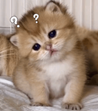 浏览不良网站，会暴露你的手机号码！不要中招了