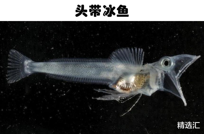 蝴蝶 自然界的奇迹：地球上存在的9个奇妙的透明动物