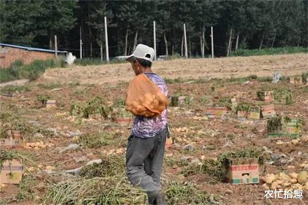 农忙拾趣 滞销蔓延?多地现低价难卖,低至一斤2毛钱,农户:本钱捞不回