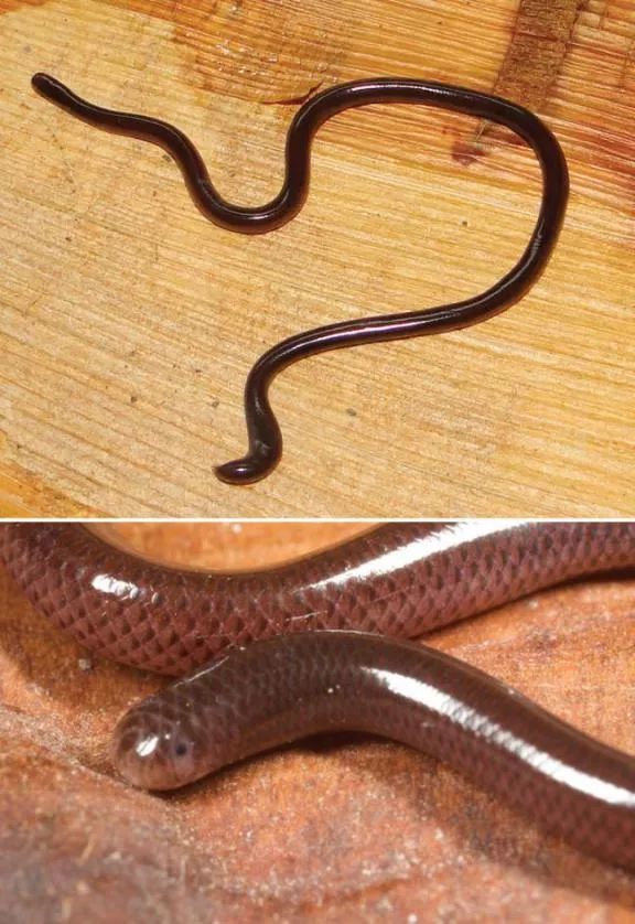 《特种部队:蛇眼起源》里蛇眼有多特别,能不能对视?