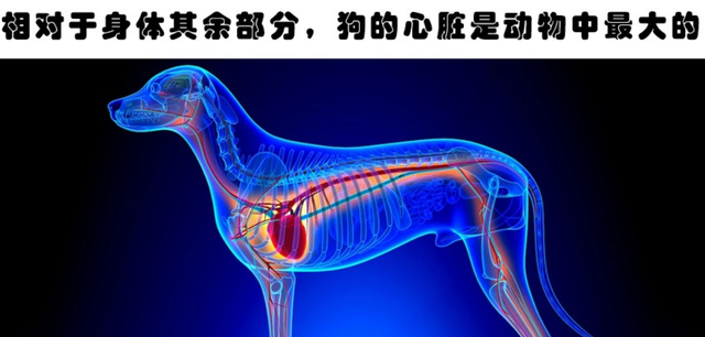 “涨姿势”了!关于自然界动物们,你所不知道的10个「冷知识」!
