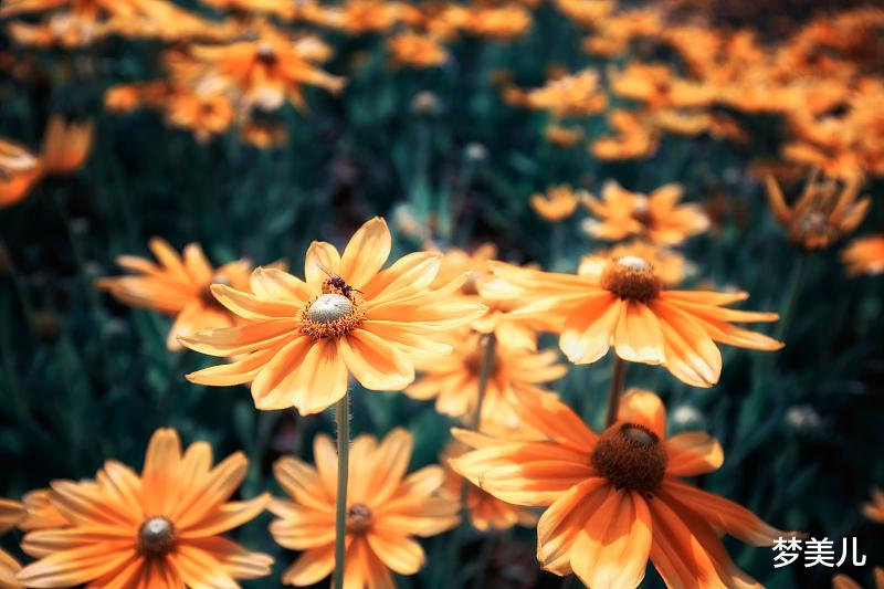 梦美儿|别背叛婚姻，殃及儿女