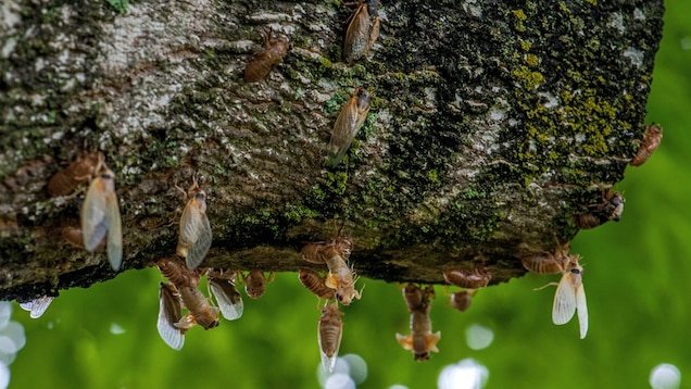 久见菌菌|滴落在头上的不一定是雨,还有可能是尿?无毒无害,但不可食用