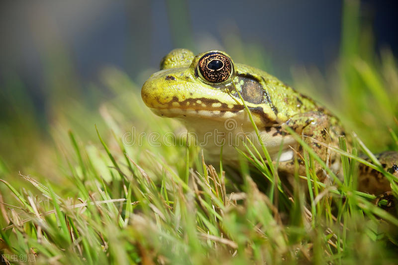 蝙蝠 不仅人类喜欢花言巧语,动物们同样也能靠一张嘴得到“女性芳心”,声音大更强壮!听见动物看世界的美妙声音