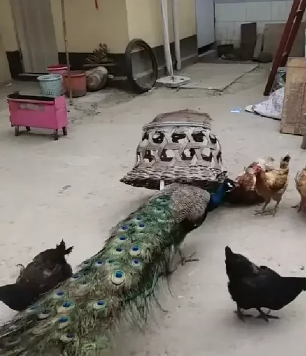 朱之文|大衣哥太高调，院子里面养孔雀