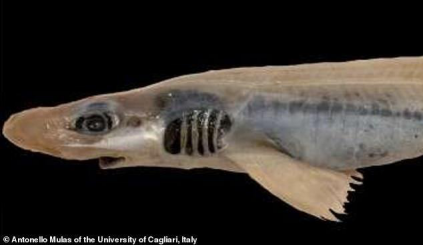 鲨鱼 意大利海域出现“僵尸鲨鱼”，既没皮肤也没牙齿，长相很怪异