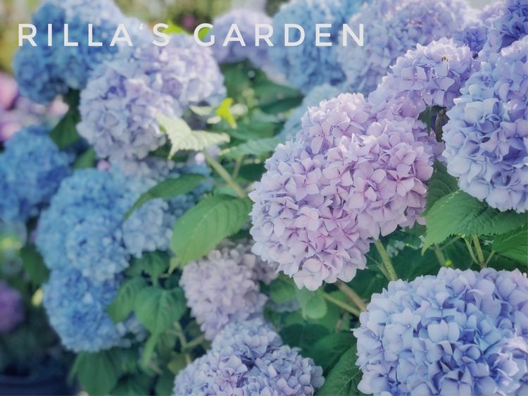 花一年多时间，改造16㎡屋顶露台，荒废屋顶变身“空中小花园”