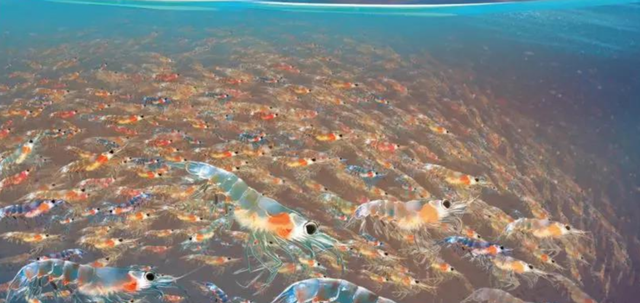 南极|南极磷虾总量十亿吨，全国14亿人齐上阵都吃不完的“海上金矿”？