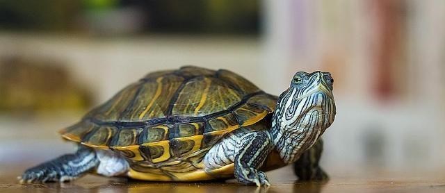 纳米|乌龟为何成为了科学家的“噩梦”？生物进化论中的一桩“悬案”