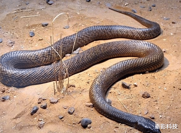 毒蛇 谁才是陆地上最毒的蛇？