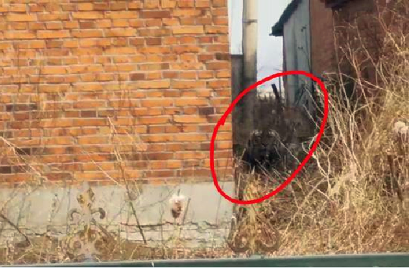 互联网百话 揭秘东北虎咬伤找谁赔偿,揍老虎负法律责任吗?附近疑有觅食通道