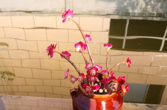 短发|难怪别人的薄化妆出状态这么红，原来都是长期露养，晒出来的