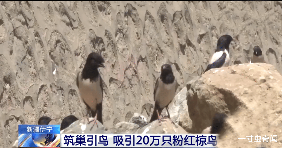 一寸虫奇闻|蝗灾猛于虎?20万只椋鸟驰援新疆灭蝗,当蝗虫群居后几乎所向披靡