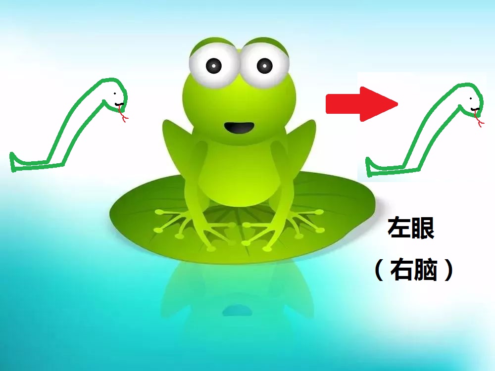 芝芝心理|心理学：左脑把握部分，右脑把握整体，为什么左右脑的功能不同