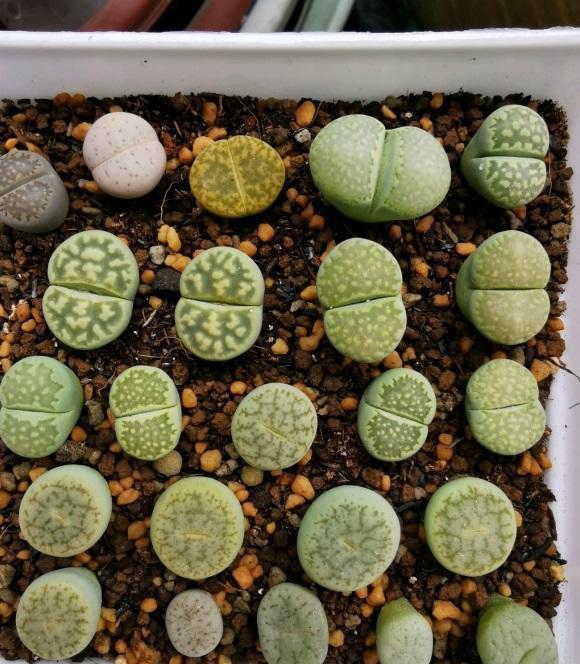 说说家装那点事儿|生石花徒长怎么解决？3种解决方式，看你狠不狠心，有舍才有得