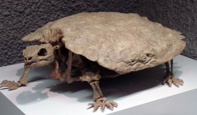 科学家 有壳动物那么多，为什么说乌龟的外壳最特殊，最折磨科学家？