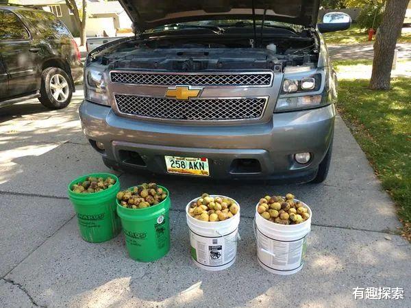 dpp|冬天还怎么过!松鼠辛苦攒的140斤核桃全没了,食物为何藏车里?