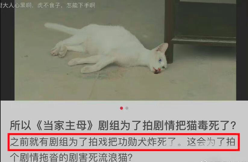 复旦虐猫疑犯被抓，网友建议开除，群演爆料于正作品电死猫的事呢