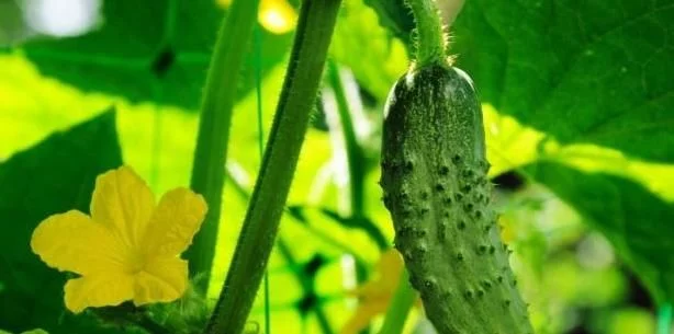 黄瓜|女性减肥不吃晚饭，但吃以下3样食物，一个月能“减掉”10斤！