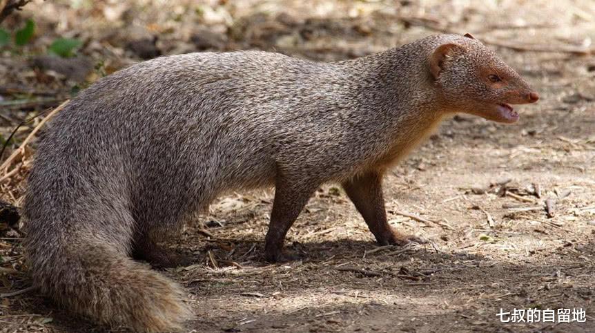 蜜獾 蛇类在动物界有多悲催？