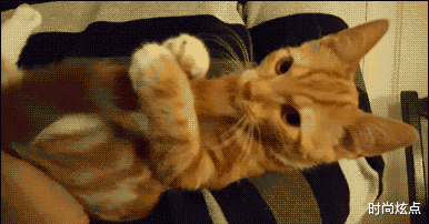 时尚炫点|【幽默问题】兄弟们取个名字吧,以金字开头,一经录用红包奖励。