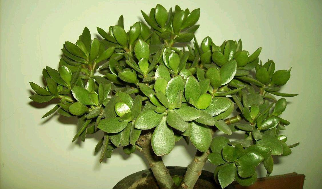 园艺印象|姬红花月叶色红艳又喜庆，比传统玉树观赏性更胜一筹