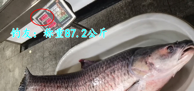 174斤!千岛湖青鱼王被人钓起,可能价值5万,网友:为何不放生?