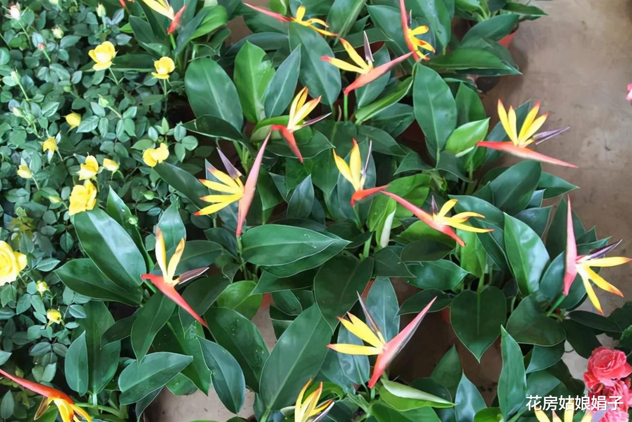 客厅|秋冬季节养这3种“网红”绿植，摆放在家里的客厅，显得高端大气