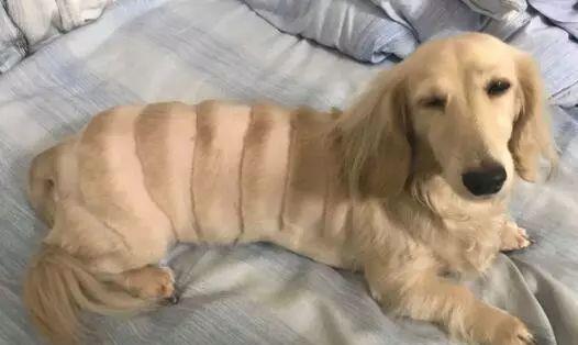 美容师|千万不要相信Tony老师的“创意”,不然…噗哈哈哈