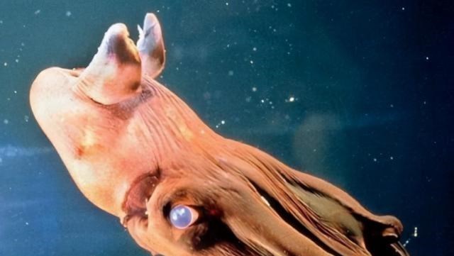 |生活在海底千米之下的,10大奇异动物!