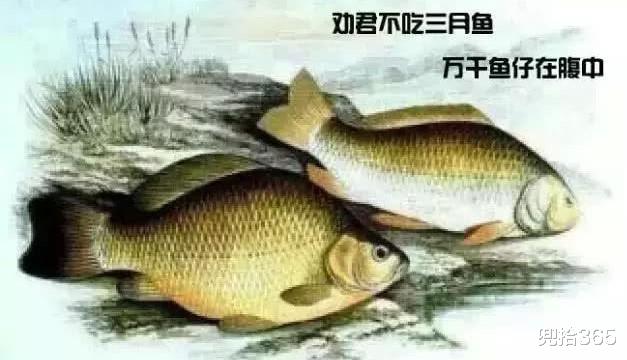 非法捕鱼|难怪钓鱼屡被质疑，原来有人背地里干这事，钓鱼爱好者看了都气愤