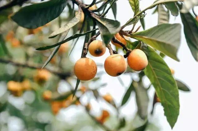 四川卫视 枇杷黄了！成都及周边采摘地图，收藏