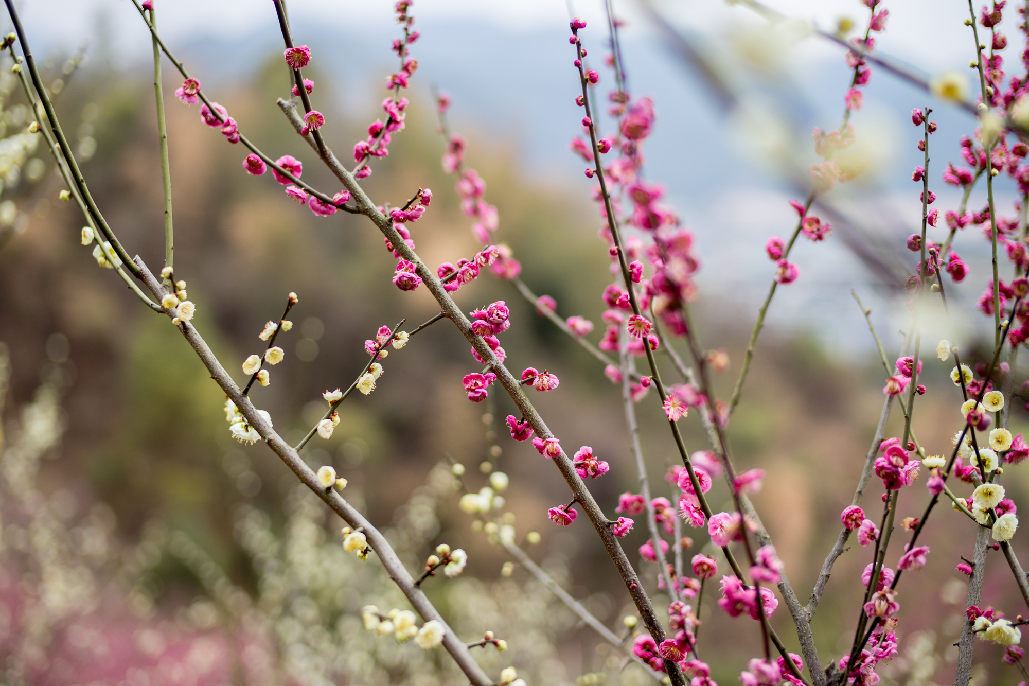 宁波 宁波赏梅观景好去处，有梅花千株，还能登山望海，但是游客却很少