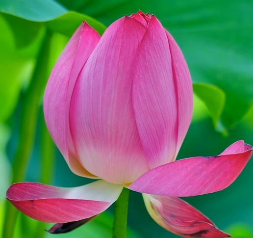 星临天下|到7月底，喜鹊来报喜，4属相富贵盈门，生活幸福美满