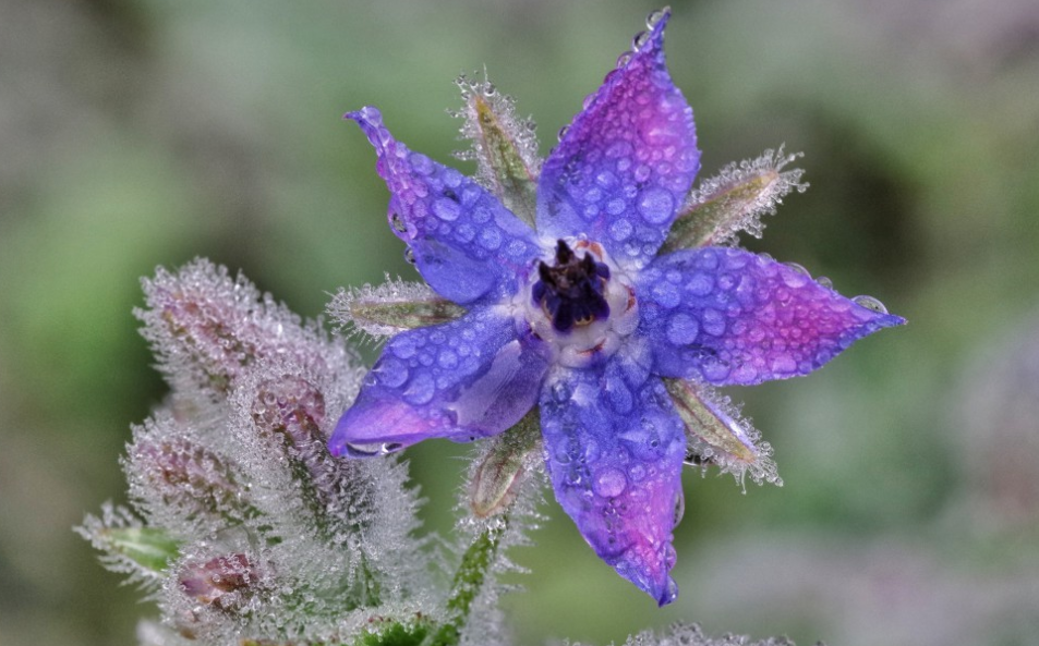 生肖|6月底，鸳鸯戏水，命里注定，缘分难散，3生肖白首不离，相爱相依