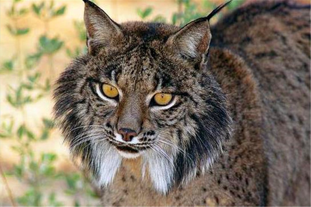 地球上最凶狠的6种野猫,狞猫能够一跃4米,猞猁竟敢单挑狼群?