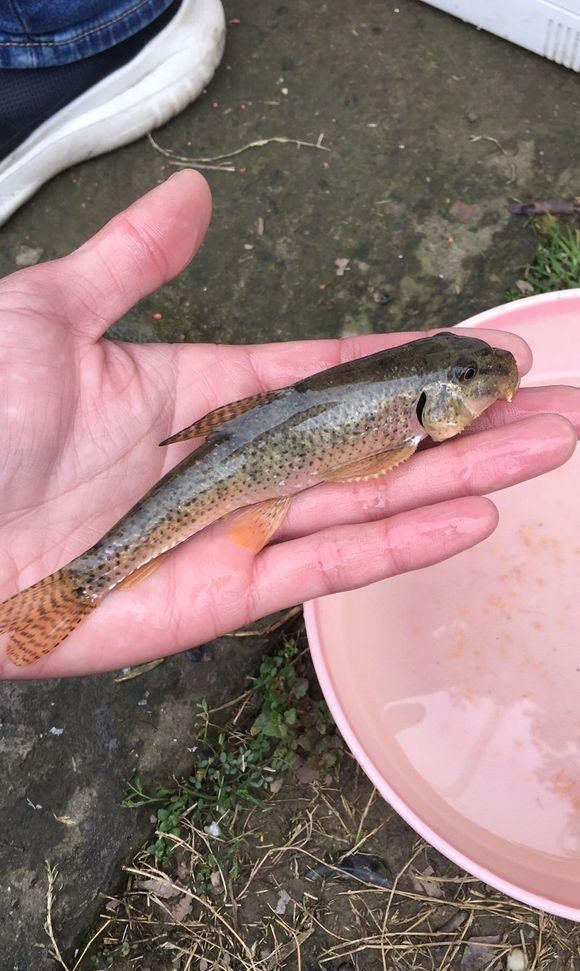 广东省|广东网友河边钓鱼，发现水底密布“小圆坑”，是人为挖出来的？