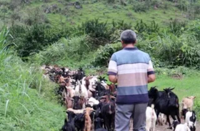 炳哥私厨 男子隐居深山创业，5年造1万米围栏“圈地”养羊，如今是赚是赔？