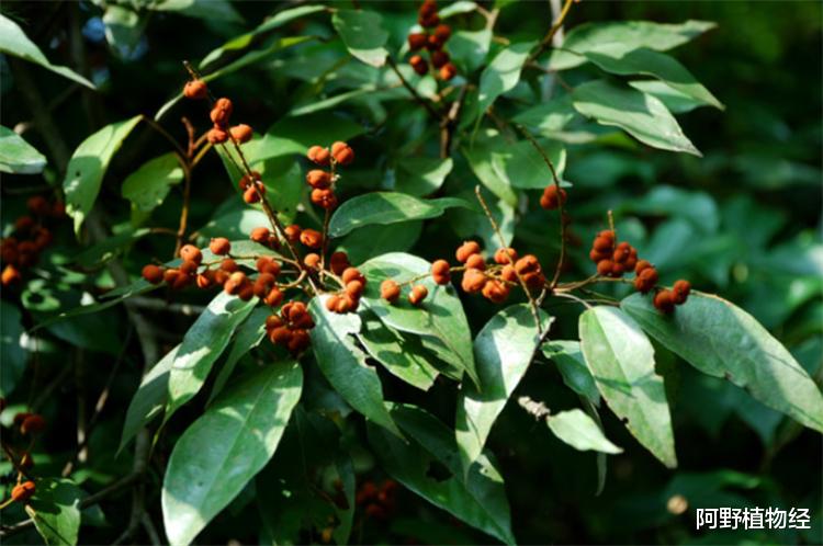 植物活化石有哪几种?全世界约200多种,中国特有8大活化石树种