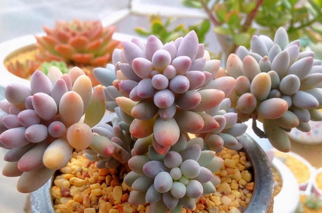 植萌|被这颗彩色的果冻婴儿手指迷住了