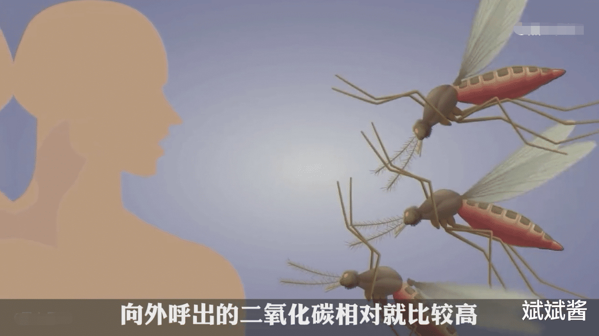 蚊子究竟有多可怕?如果把蚊子全部消灭,世界将会变成什么样?