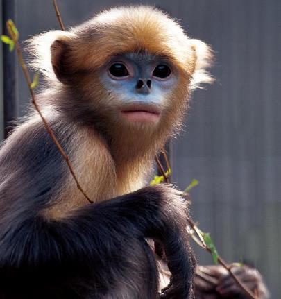 生肖|11号至月底,3生肖贵人运旺,大红大紫,不是升官就是发大财